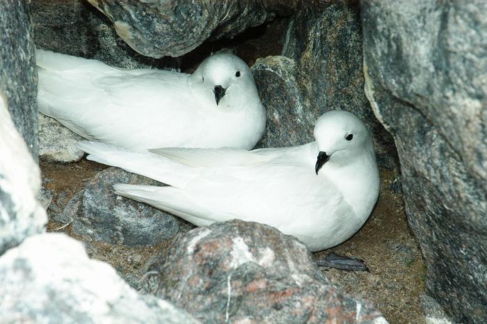 Laysan albatross