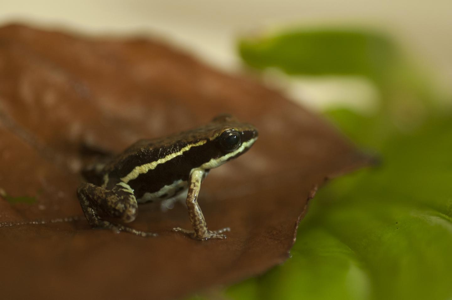 The 'Paradox' of Poisonous Frog Resistance against Their Own Toxins Explained (5 of 16)