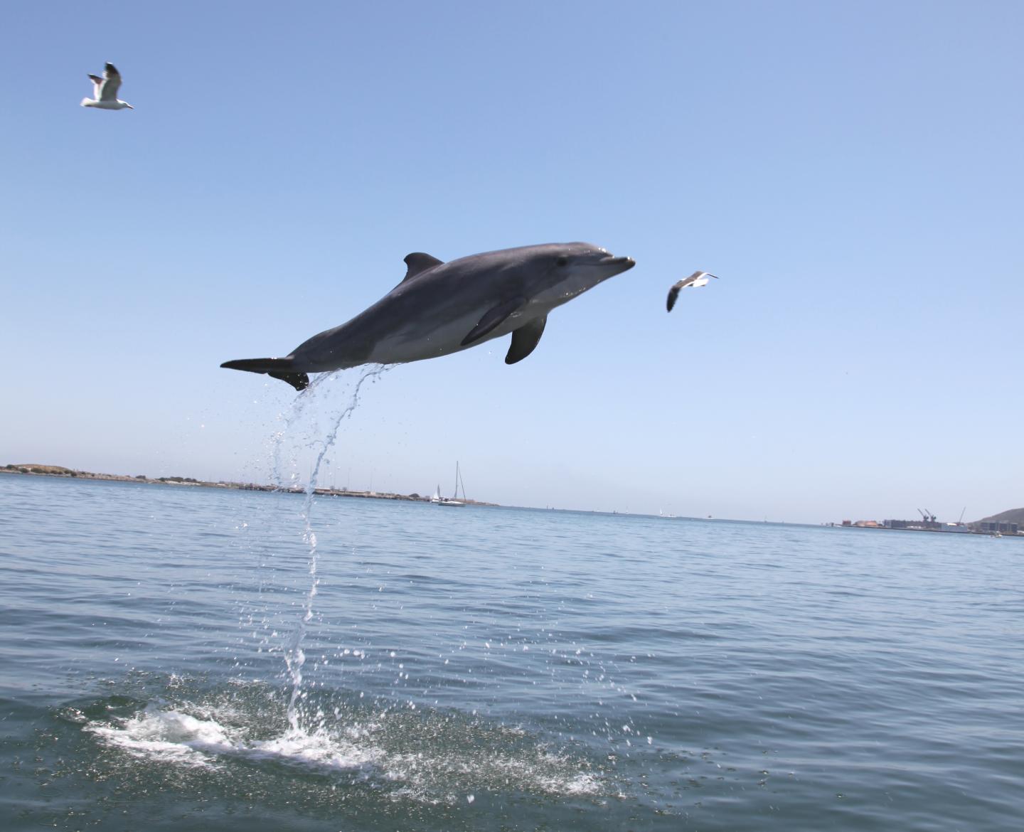 Navy Bottlenose Dolphin