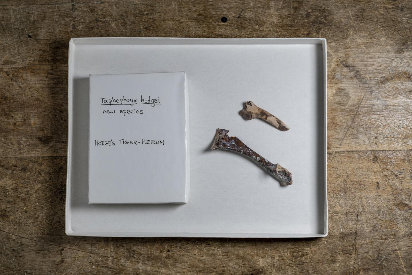 5-Million-Year-Old Heron Is Relative of Today's Tiger-Herons