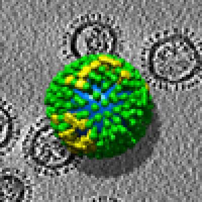 Influenza Virus