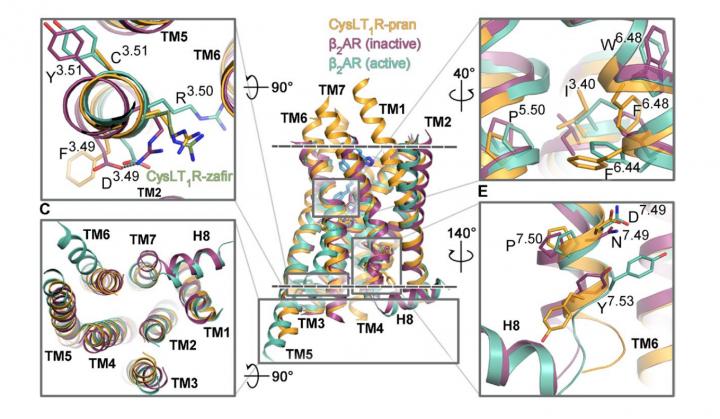 CysLT1 Receptor
