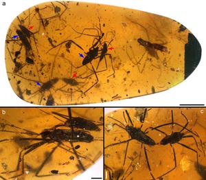 The paired water striders Burmogerris rarus, from Myanmar amber