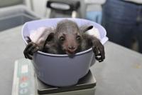 A Baby Aye-aye Gets a Weigh-in