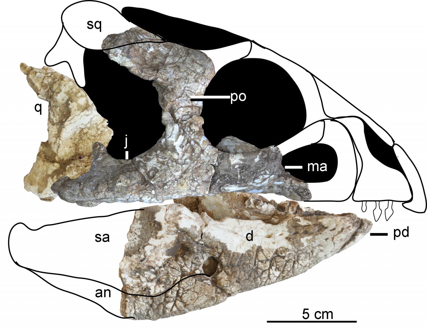 'Ornamental' Faced Ceratopsian Found in China (1 of 2)