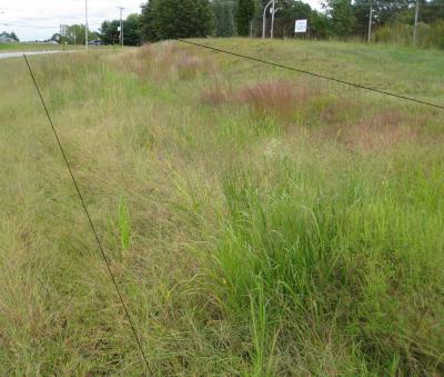 Little Bluestem, Switchgrass and Indiangrass