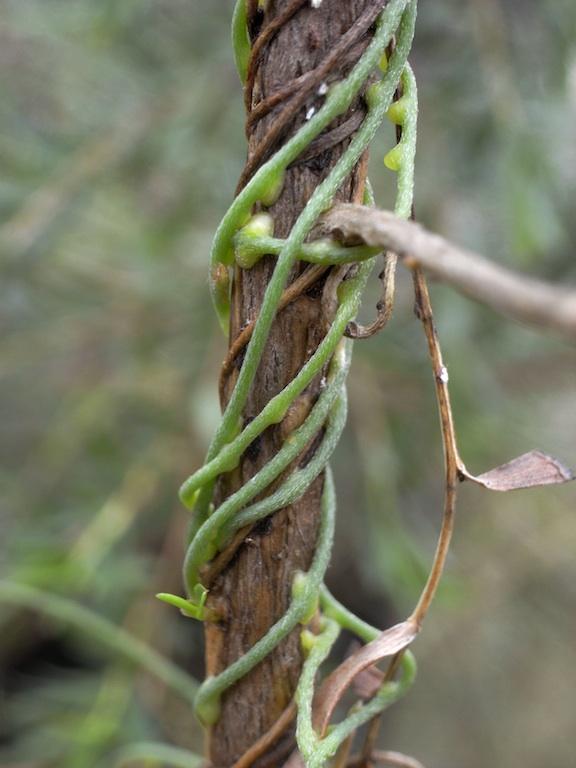 Parasitic Plants Controlling Weeds