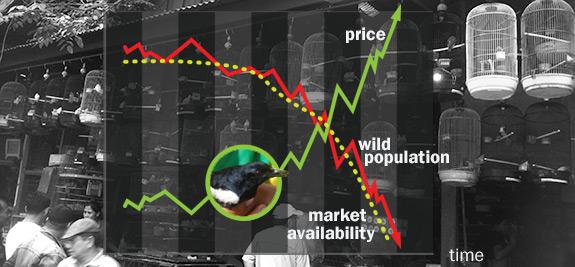 Bird Market Graphic