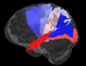 Connections between the midbrain and various regions of the neocortex