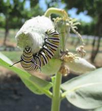 Feeding Caterpillar