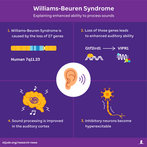 Williams-Beuren Syndrome