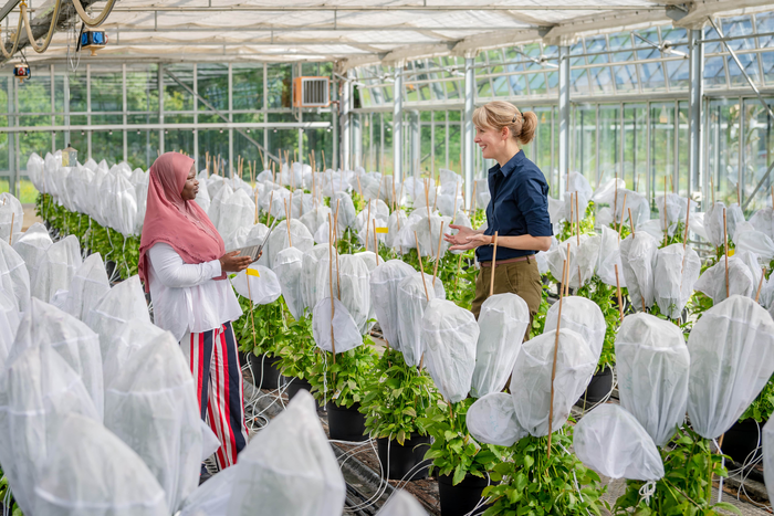 Prof. Brigitte Poppenberger and her doctoral student, Adebimpe Adedeji-Badmus, surrounded by Ebolo plants in a greenhouse of the TUM School of Life Sciences.