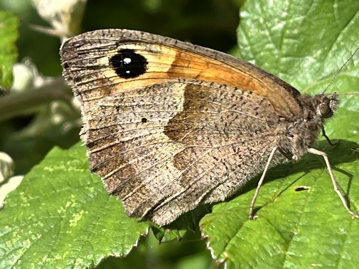 A female Meadow Brown with one spot on its hindwing