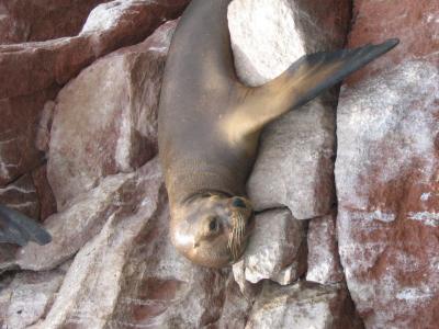 Sea Lion in South America