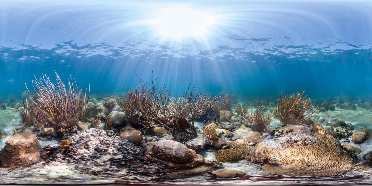 New Study Shows Coral Changes in Florida Keys Area