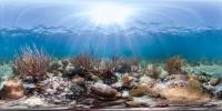 New Study Shows Coral Changes in Florida Keys Area