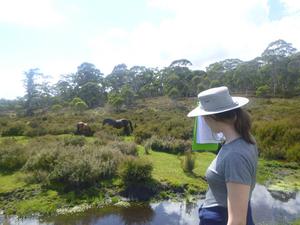 RMIT study suggests link between feral horses and peatland carbon emissions