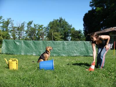 Deferred Imitation and Declarative Memory in Domestic Dogs