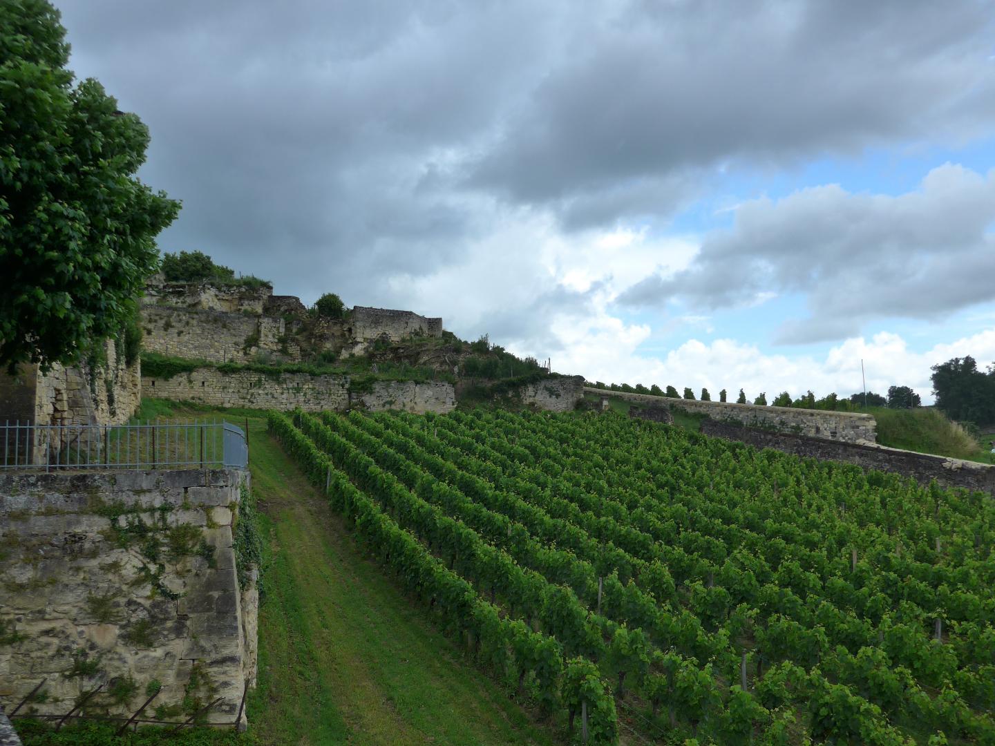Grapevines in the Saint-Émilion, Bordeaux Region of France