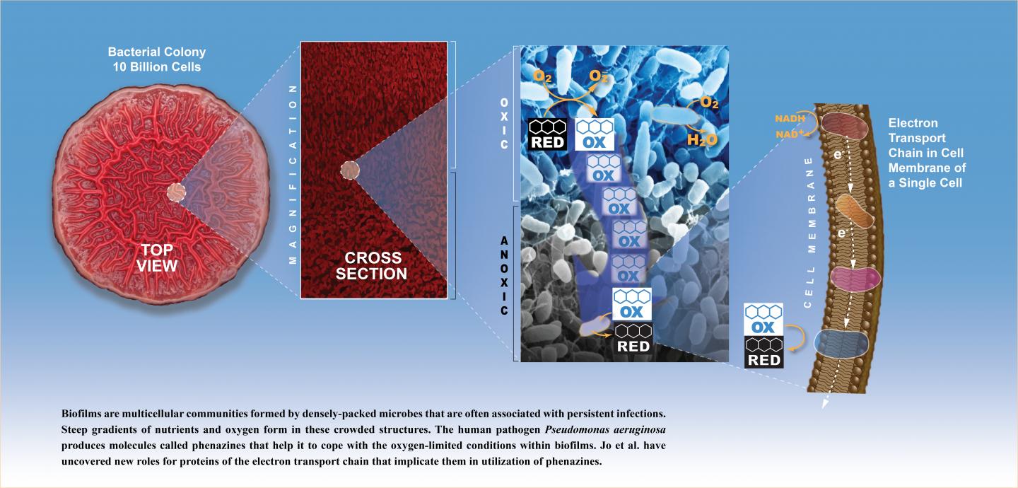 Researchers Identify How Bacterium Survives in Oxygen-Poor Environments