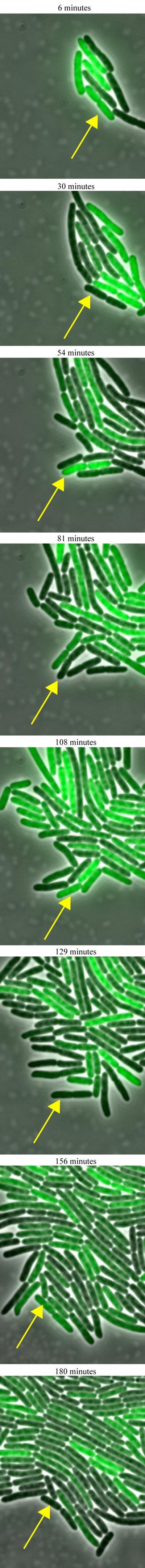Vertical <i>Escherichia coli</i>