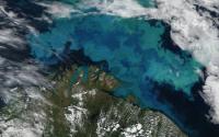 Satellite Photo of Blue and Green Blooms of Tiny Phytoplankton