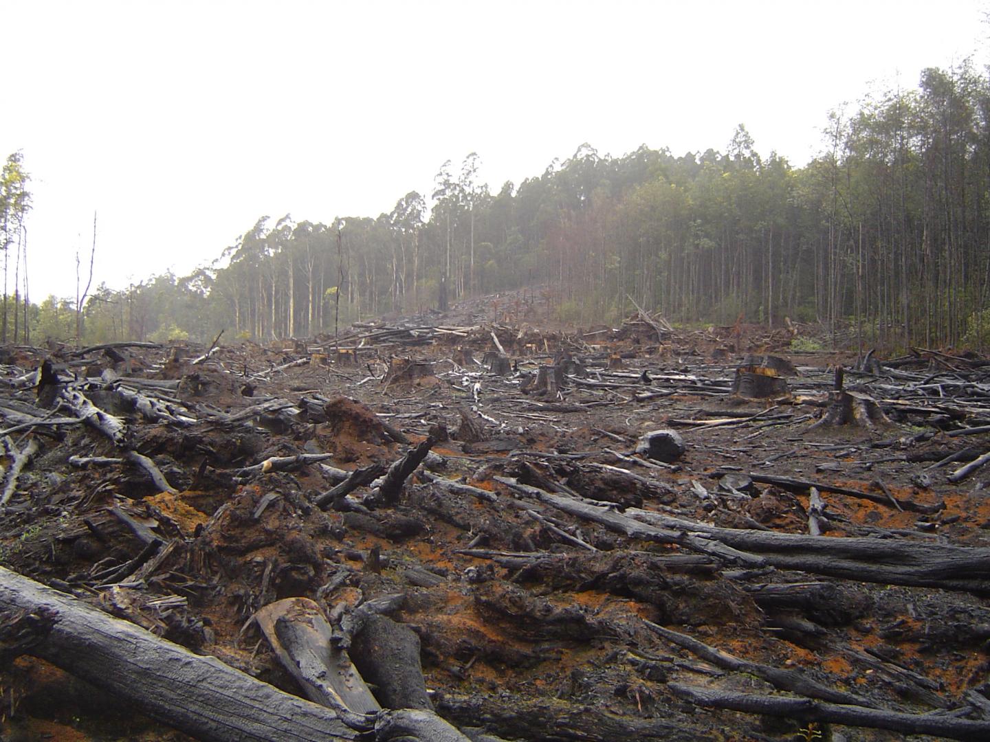 Deforestation in Australia's Toolangi Park