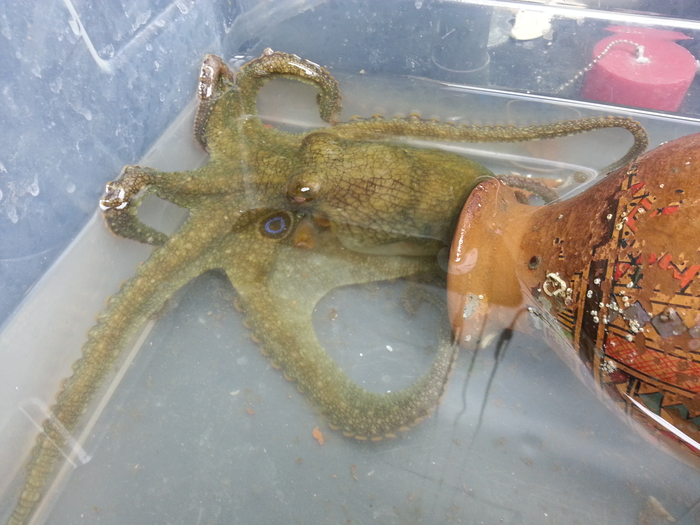 Octopus bimaculoides 1