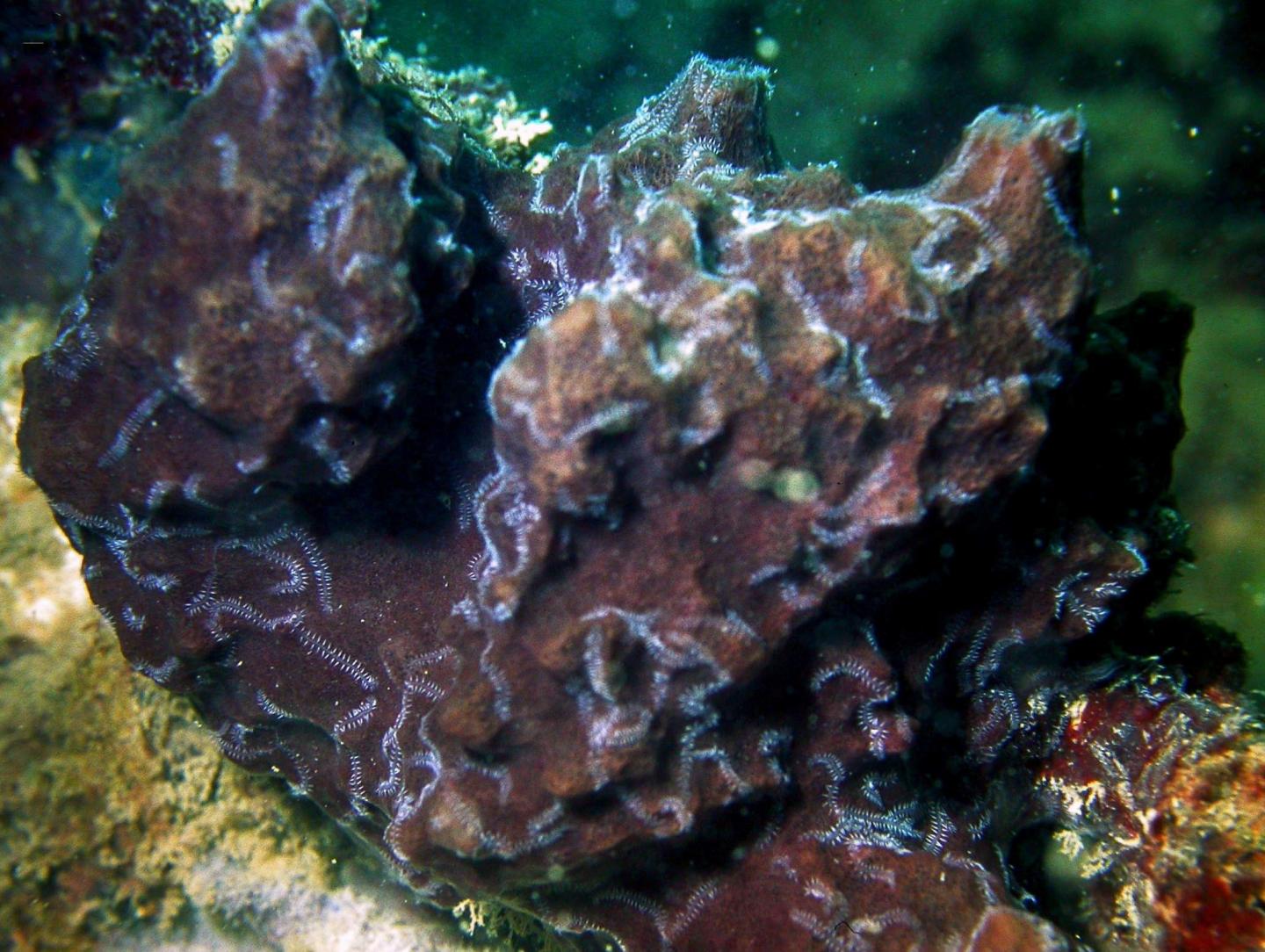 The host sponge in which the branching worm lives