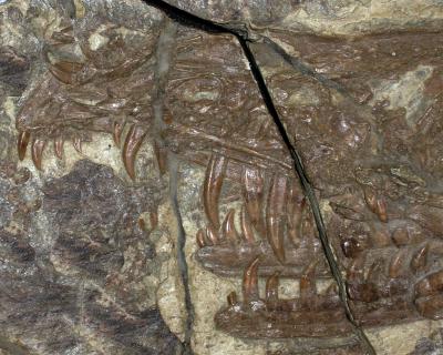 Fossilized Sinornithosaurus