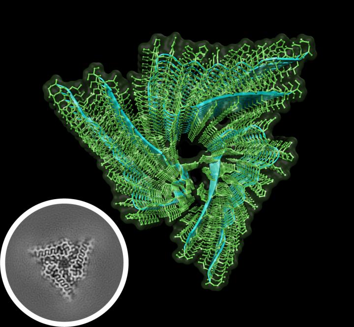 Active Orb2 Amyloid