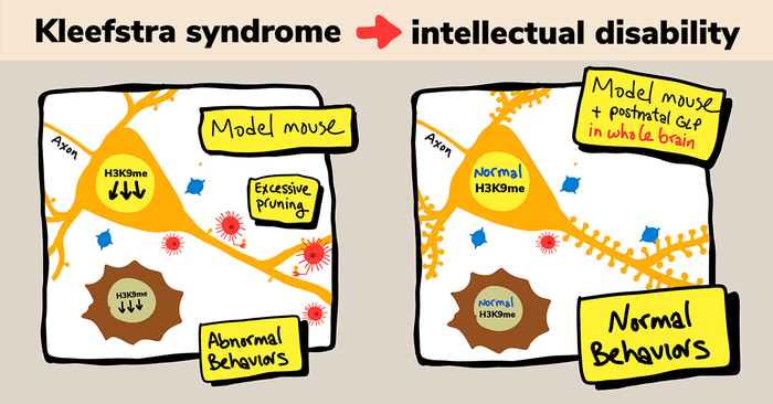 Kleefstra syndrome