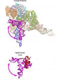 Figure 1: Dynamics of Group II Intron Compared to Spliceosome