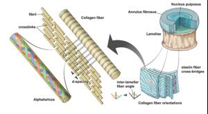 A diagram of  the hierarchical structure of the intervertebral disc