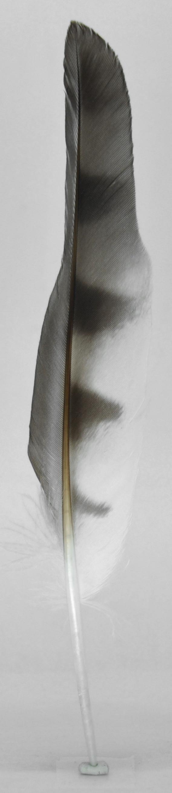 Goshawk Flight Feather