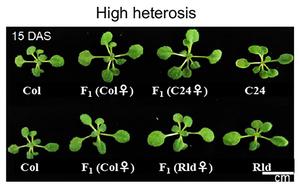 The phenotype of representative hybrids with different levels of fresh weight heterosis.