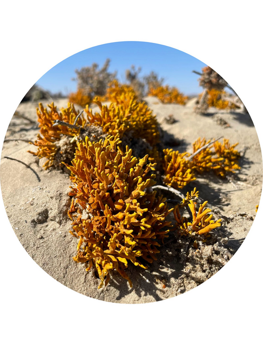 Xanthodactylon flammeum lichen (Teloschistaceae, Ascomycota) in Namib-Naukluft National Park, Namibia