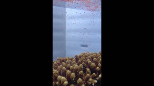<em>Acropora digitifera</em> Coral Synchronized Sprawling