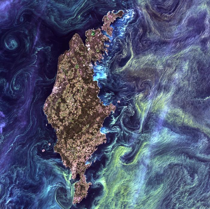 Large green blooms of phytoplankton swirl in the dark water around Gotland