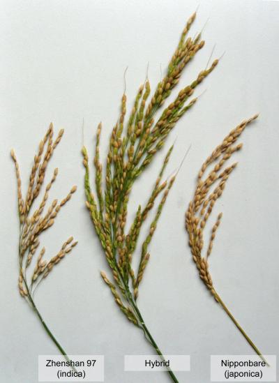 Hybrid Rice (1 of 2)