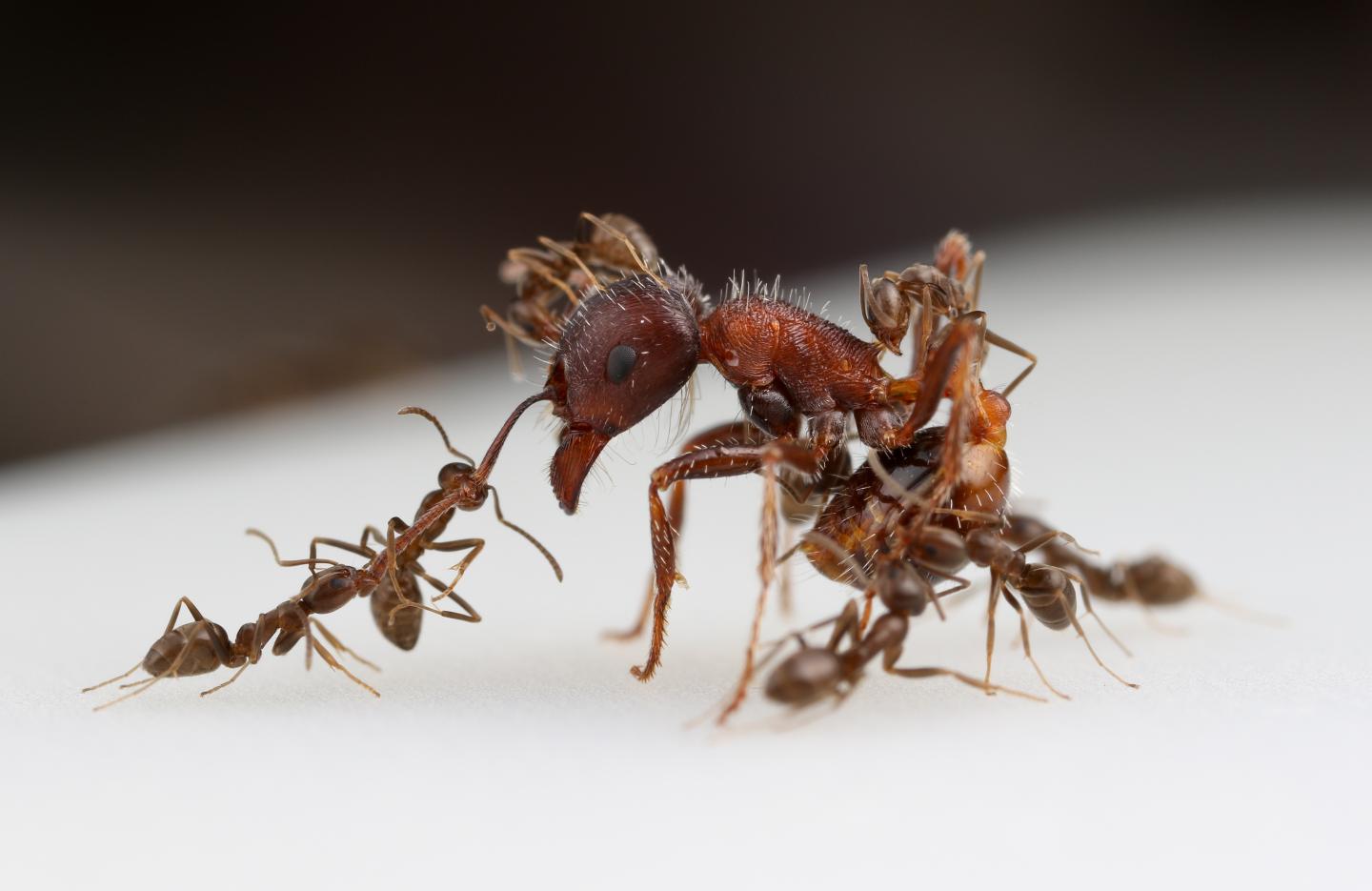 Argentine Ants Fighting