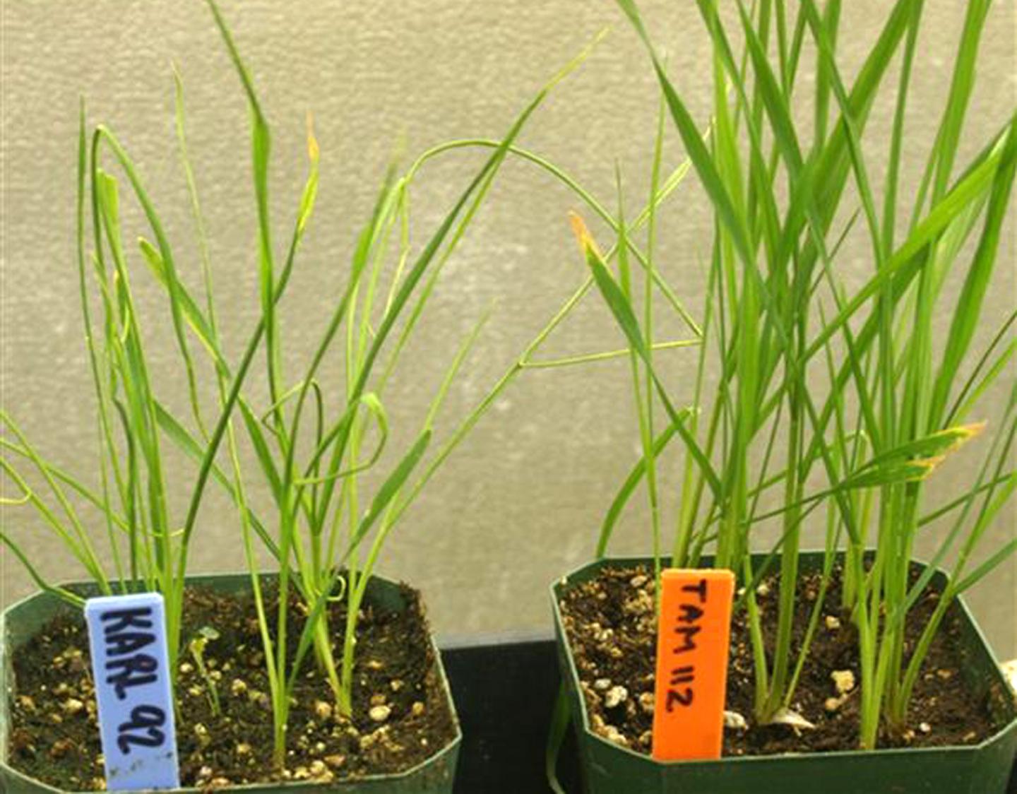 Enhanced Wheat Curl Mite Control Found In Genes