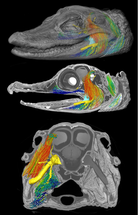 Fiber-gator