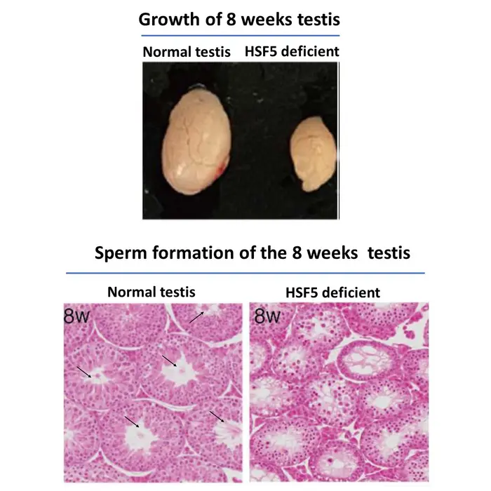 Impact of HSF5 Deficiency on Growth and Sperm Formation of Testis