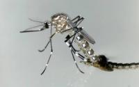 Female <i>Aedes aegypti</i> Mosquito