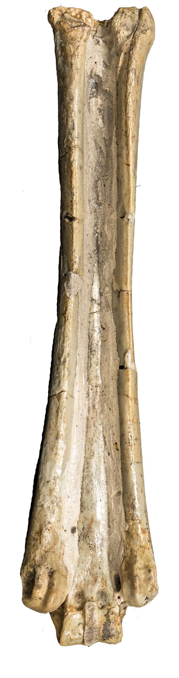 Figure B Back view of 40 million-year-old Mesohippus' Metacarpal