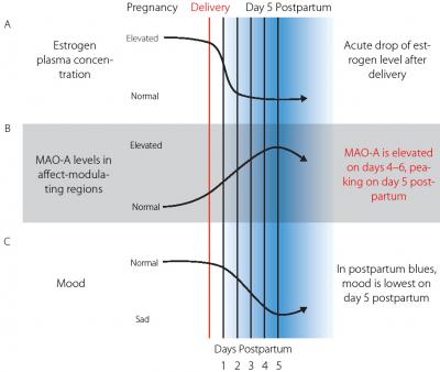 Monoamine Model of Postpartum Blues