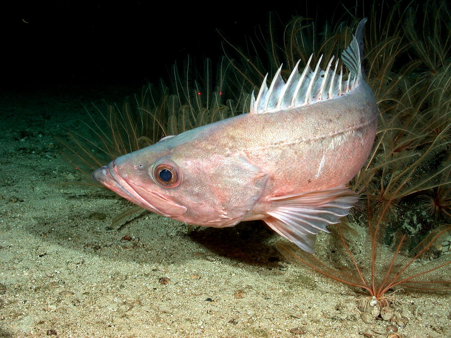 Bocaccio Rockfish