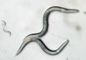 An image of two adult and one juvenile C. elegans worms