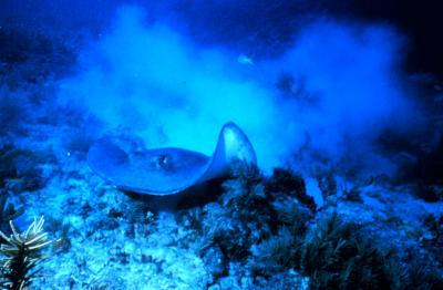 Southern Stingray